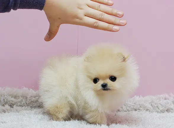 Micro Teacup Pomeranian puppies for sale.
